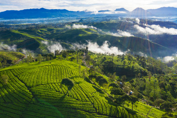 Beautiful landscape of tea plantation at morning stock photo