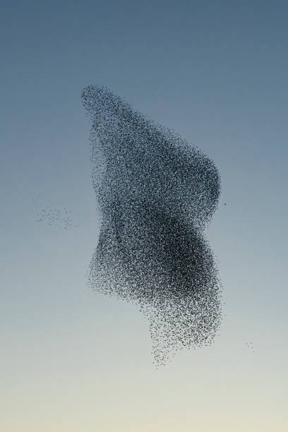 Beautiful large flock of starlings. A flock of starlings birds fly in the Netherlands. During January and February, hundreds of thousands of starlings gathered in huge clouds. Starling murmurations. stock photo