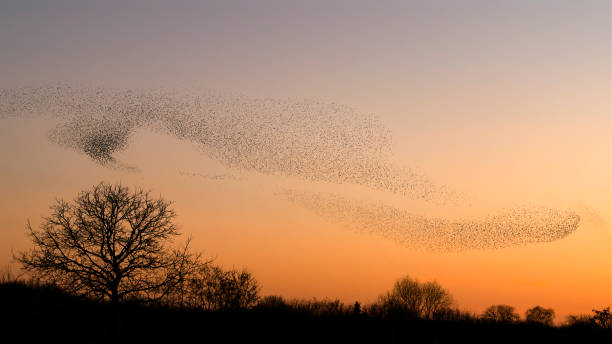 Beautiful large flock of starlings. stock photo