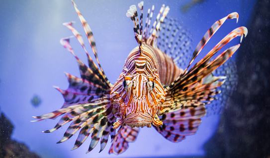A big Lion Fish up and close to the camera with a blue background.