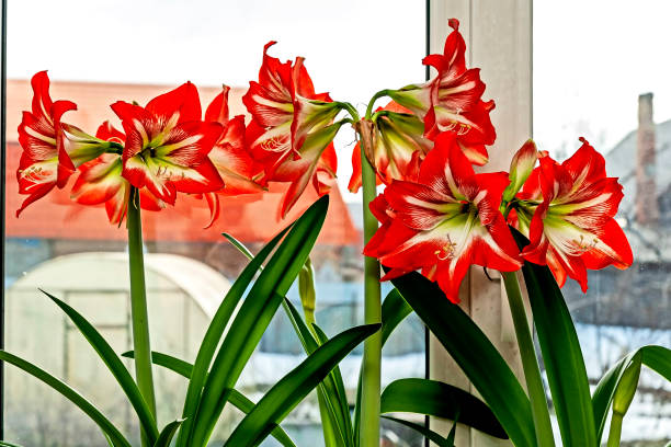 belle grande fleur rouge amaryllis - amaryllis photos et images de collection