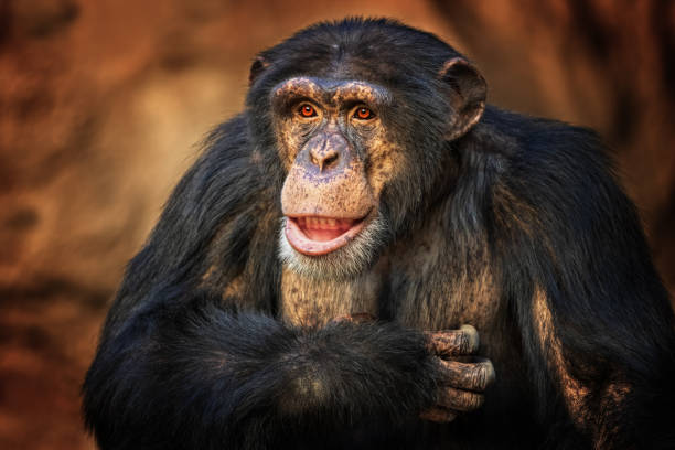 Beautiful laughing common chimpanzee Portrait of a beautiful laughing common chimpanzee (Pan troglodytes) laughing monkey stock pictures, royalty-free photos & images