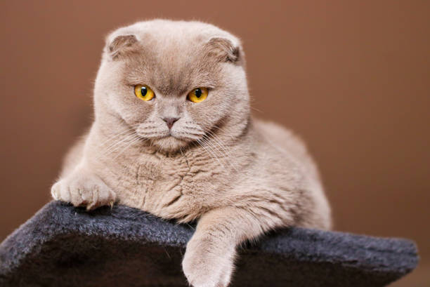 Beautiful light grey scottish fold cat lying at home  scottish fold cat stock pictures, royalty-free photos & images