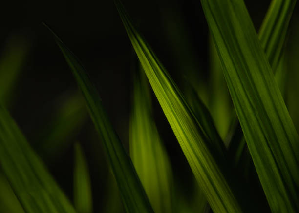 Beautiful light on some iris leaves stock photo