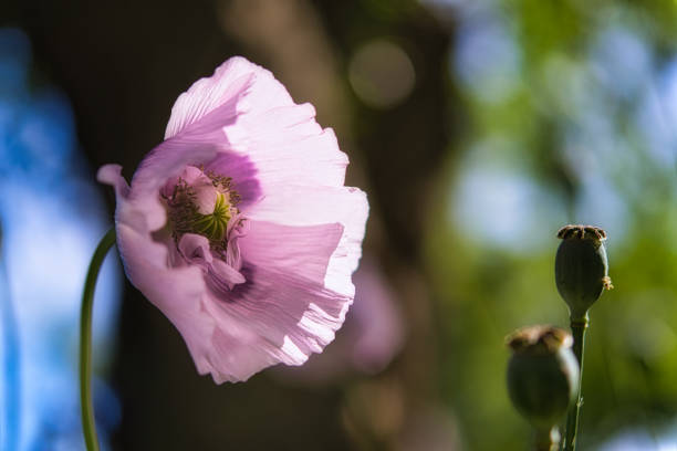 Beautiful Lilac and Purple Breadseed Poppy Flower in the wind on a green spring garden. Gentle movements in the spring breeze. Opium Poppy (Papaver Somniferum) stock photo