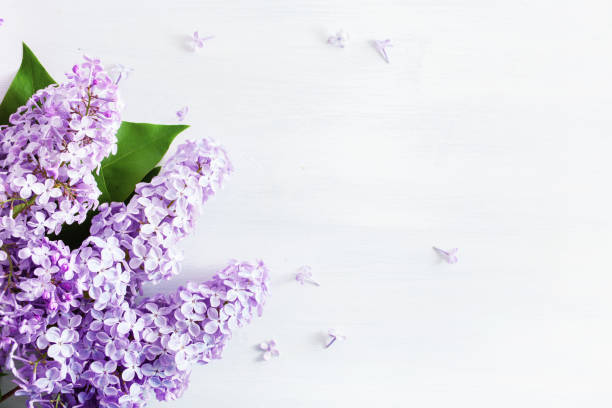 beautiful lilac flowers on white background stock photo
