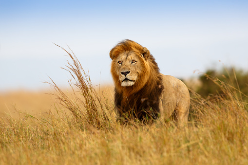 A lion in high grass with rolling landscape beyond - Masai Mara, Kenya