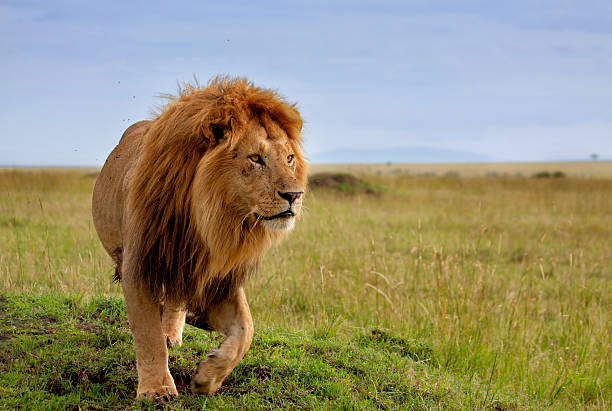 Beautiful lion of the Masai Mara Early in the morning this lion on termite hill in Masai Mara is looking for food. lion feline stock pictures, royalty-free photos & images