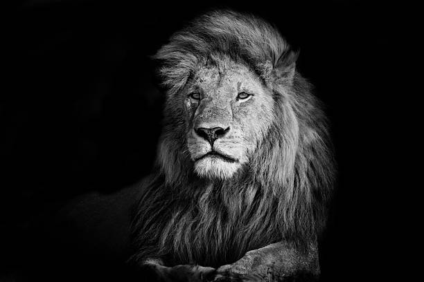 Beautiful Lion Romeo 2 in Masai Mara, Kenya stock photo