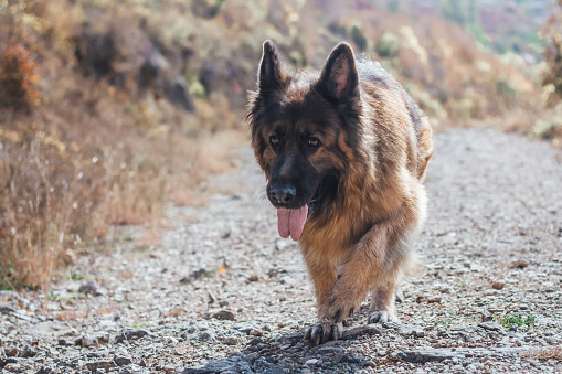 美しい長い髪のジャーマンシェパード犬は秋の森の中で土の道を歩いて女性 イヌ科のストックフォトや画像を多数ご用意 Istock