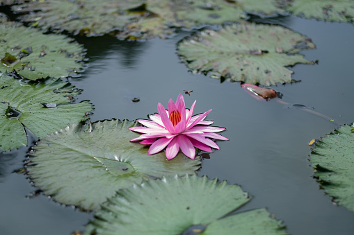 beautiful lotus flower in pond, droplet water on lotus