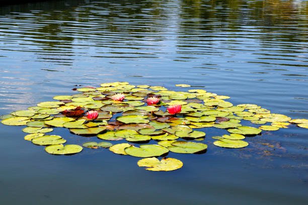 beautiful lotus flower on the water after rain in garden. stock photo
