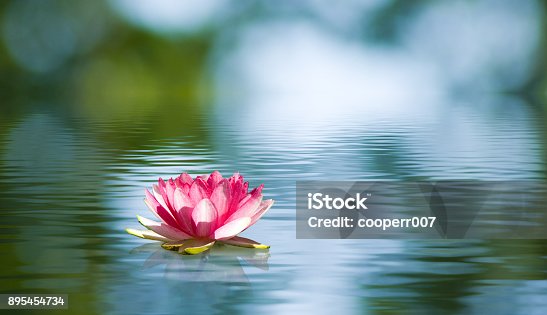 istock Beautiful lotus flower on the water in a park close-up. 895454734