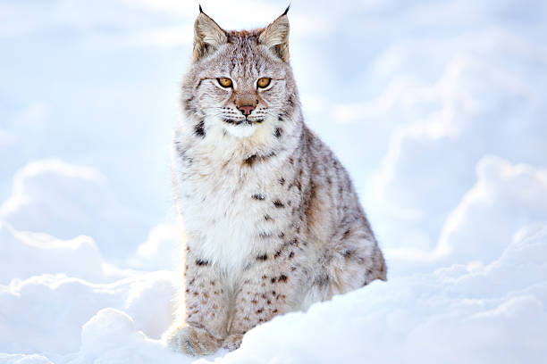 beautiful lynx cub sits in the cold snow - euraziatische lynx stockfoto's en -beelden