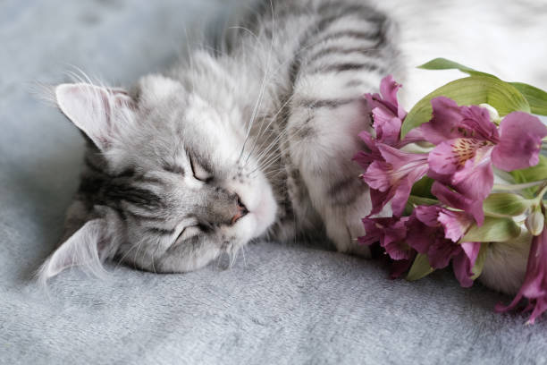 A beautiful Maine Coon cat sleeps in a blanket. Cute pet cat with long hair. cat sleep flowers stock pictures, royalty-free photos & images