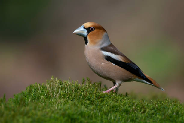 Beautiful male Hawfinch (Coccothraustes coccothraustes) stock photo