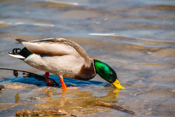 Beautiful mallard ducks Beautiful mallard ducks in the Danube river drake stock pictures, royalty-free photos & images
