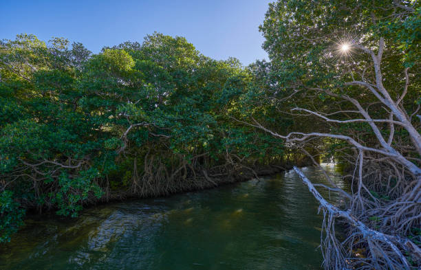 Beautiful Mangrove Forest Along the Belize River near Belize City in the Caribbean Nation of Belize stock photo