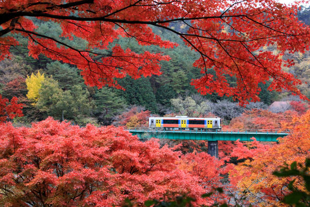 Beautiful maple leaves with train Beautiful maple(momiji) leaves with train running at Yamatsuriyama Park in Fukushima prefecture, Japan japanese maple stock pictures, royalty-free photos & images