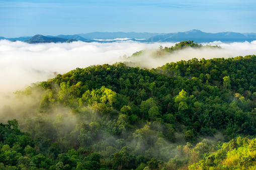Beautiful mist over green forest on mountain, Aerial view sunrise over the mountain range at the north of thailand, Beauty rainforest landscape with fog in morning.