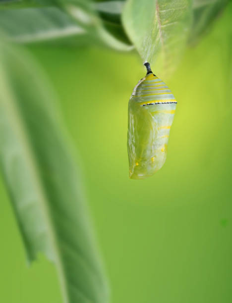 A beautiful Monarch chrysalis (Danaus plexippus) hangs on the leaf Tropical Milkweed stock photo
