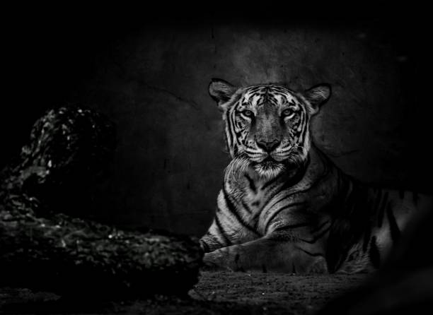 Beautiful monochrome bengal tiger portrait stock photo