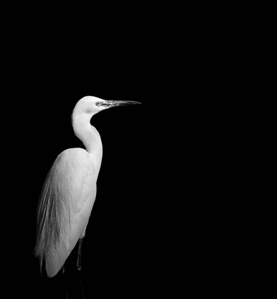 Beautiful monochrome image of White egret stock photo