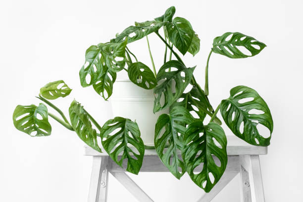 Beautiful monstera flower in a white pot stands on white wooden stand on a white background. The concept of minimalism. Monstera Monkey Mask or Monstera obliqua in pot. urban jungle interior. stock photo