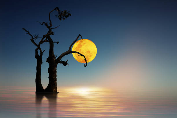 beautiful moonlight on the sea stock photo
