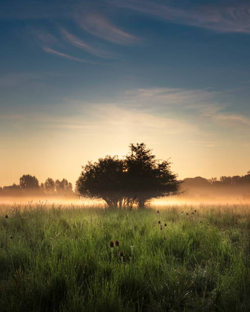 Beautiful morning light on a misty summer sunrise over small trees in a field, Vlaardingen stock photo