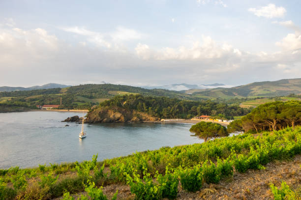 Beautiful morning on the vineyards of the Mediterranean seacoast stock photo