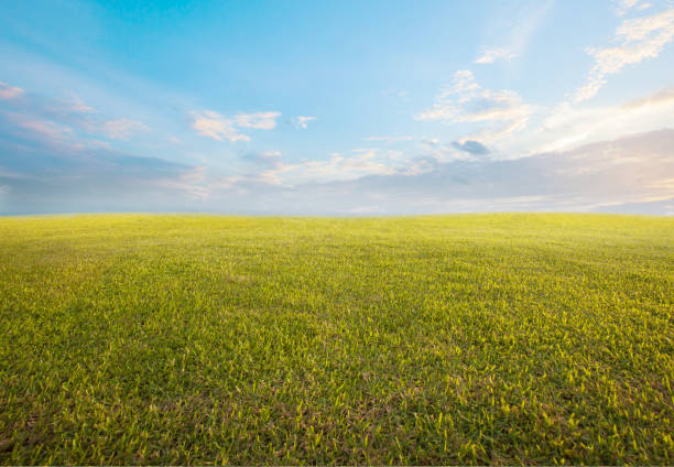 아름 다운 아침 하늘과 빈 녹색 잔디 배경 배경으로 사용 - 땅 위 지평선 뉴스 사진 이미지