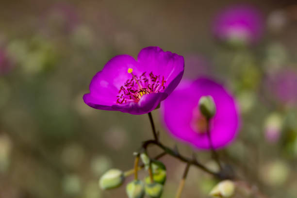 Beautiful Moss Rose Purslane stock photo