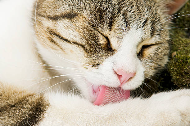 Beautiful motley cat cleaning herself with her pink tongue Close-up of laying white and brown cat with closed eyes and licking its pad with beautiful pink tongue. animal tongue stock pictures, royalty-free photos & images
