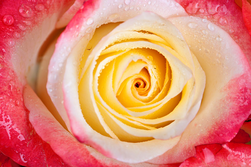 Beautiful multi-colored rose close-up. For greeting cards. Top view. Horizontal.