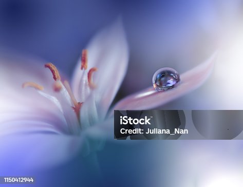 istock Beautiful Nature Background.Macro Shot of Amazing Spring Flowers.Art Design.Close up Photography.Conceptual Abstract Photo.Fantasy Floral Art.Creative Artistic Wallpaper.Blue Color.White Daisy.Colorful,colors,plant.Water drop.Romantic,love. 1150412944