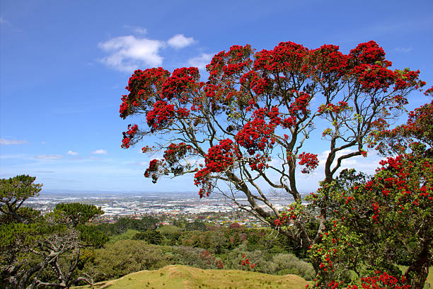 Beautiful New Zealand landscape with pohutukawa stock photo