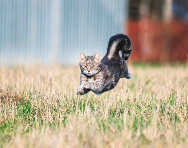 Image result for cat running