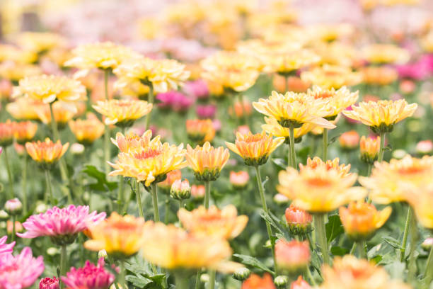 beautiful of many color of Chrysanthemum flower in fields selective focus stock photo