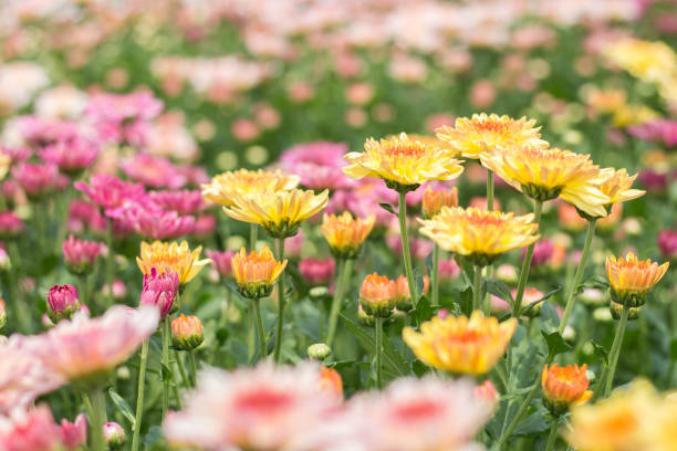 beautiful of many color of Chrysanthemum flower in fields selective focus stock photo