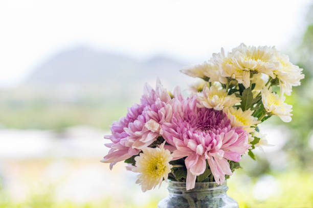 beautiful of many type Chrysanthemum flower in clear vase with blurred mountain background stock photo