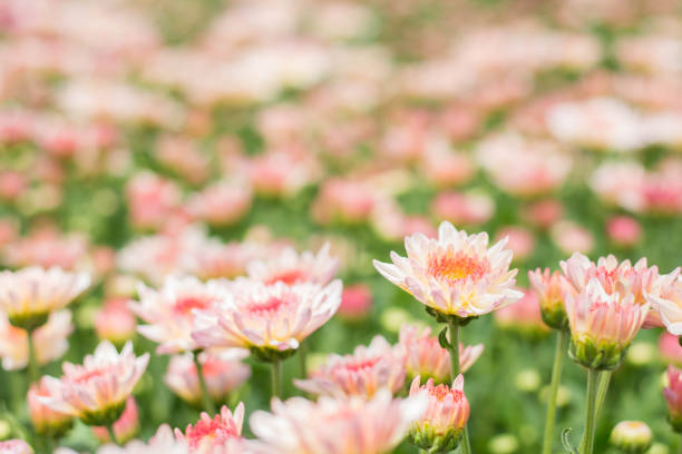 beautiful of peach Chrysanthemum flower in fields selective focus stock photo