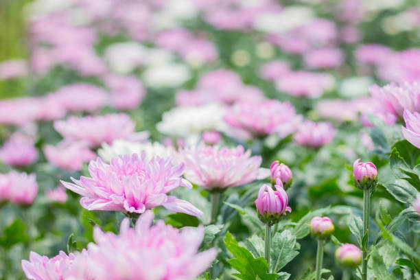 beautiful of pink Chrysanthemum flower in fields selective focus stock photo
