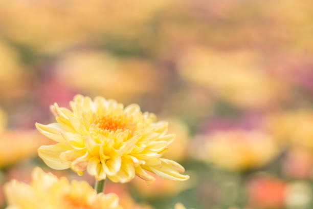 beautiful of yellow Chrysanthemum flower in fields selective focus stock photo