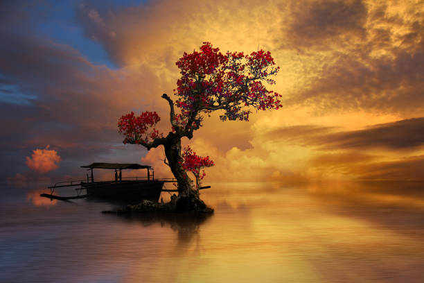 Beautiful old tree with dramatic golden sky stock photo