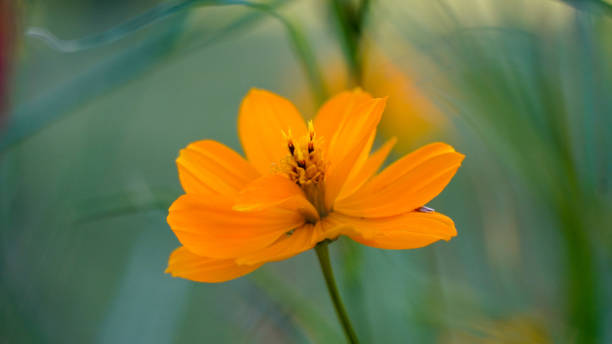 beautiful orange flower with green bokeh background stock photo