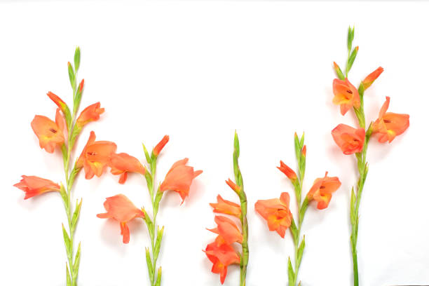 Beautiful orange Gladiolus flower on white background stock photo