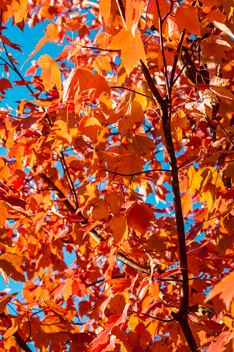 Beautiful Orange leaves during the fall