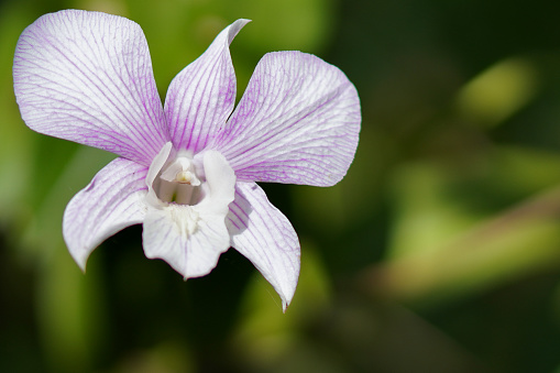 Beautiful orchid flower blooming with natural background.
