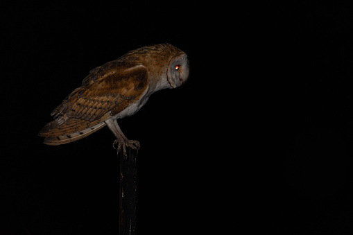A beautiful owl in the dark night